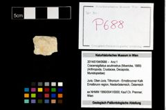 Foto (Objekt + Etikett) von Cracensigillatus acutirostrus (Moericke, 1889)  (NHMW-GEO-2014-0194-0688)